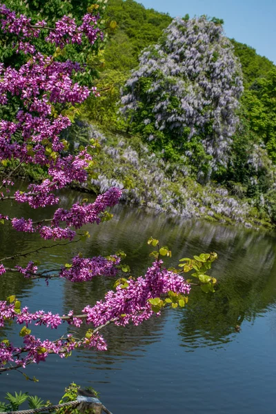 Renkli çiçekler baharda ağaçlarda açar.