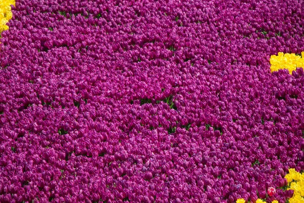 Цветущие Тюльпаны Весной — стоковое фото
