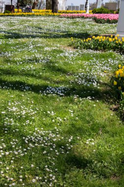 Doğa arkaplanı olarak kullanmak için yeşil çimen