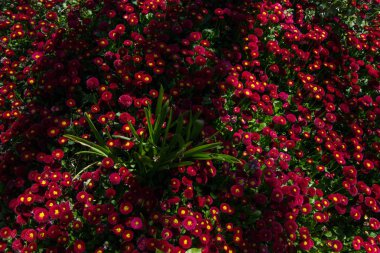 Renkli bir arkaplan olarak açan bahar çiçekleri