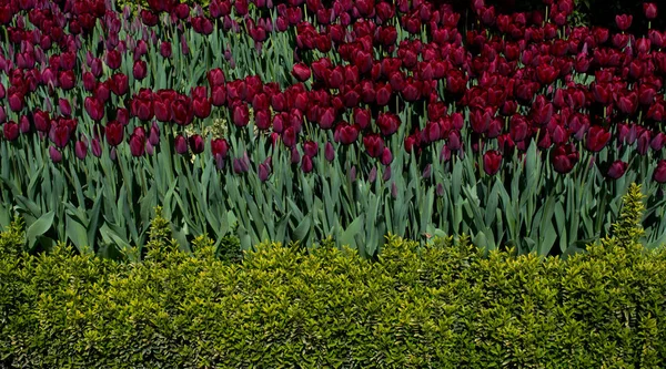 Цветущие Тюльпаны Весной — стоковое фото