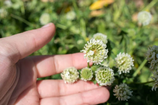 Bunte Wilde Frühlingsblumen Der Natur — Stockfoto