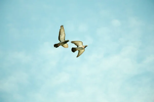 Deux Pigeons Dans Les Airs Avec Des Ailes Grandes Ouvertes — Photo