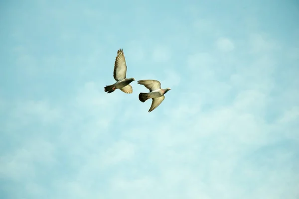 Tweelingduiven Lucht Met Vleugels Wijd Open — Stockfoto