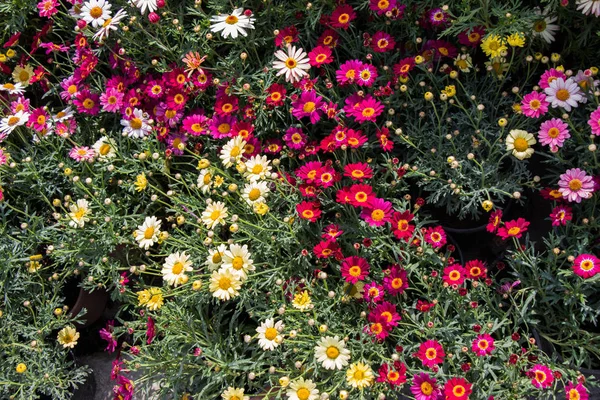 Bloeiende Lente Bloemen Als Een Kleurrijke Achtergrond — Stockfoto