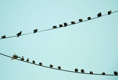 Tel gökyüzü arka plan ile güvercin tünemiş
