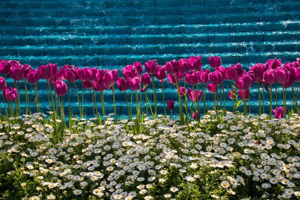 春に咲くチューリップ — ストック写真