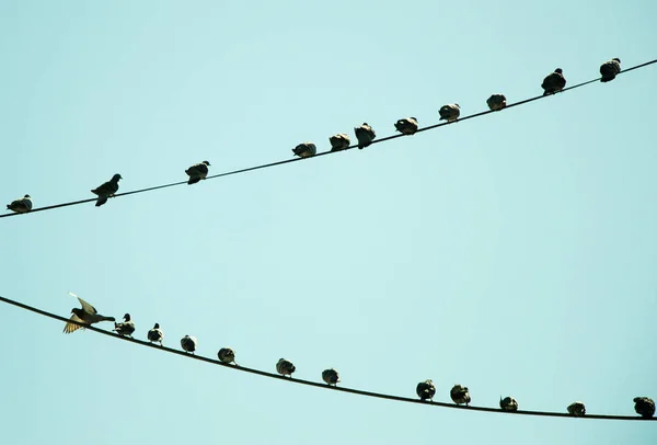 Tauben Auf Draht Mit Himmelshintergrund — Stockfoto