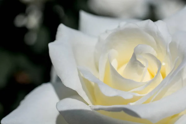 Mooie Frisse Rozen Close Uitzicht — Stockfoto