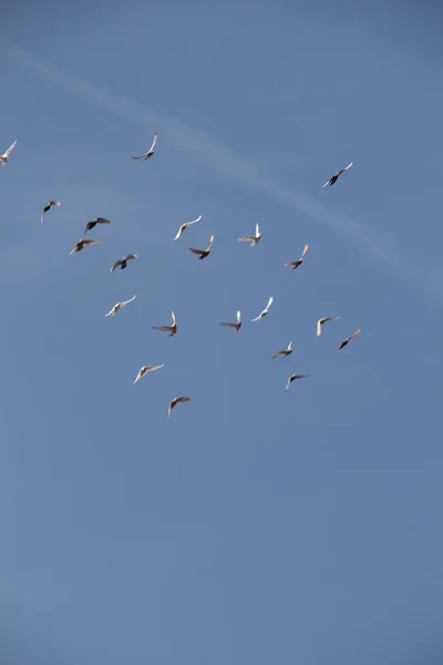 Vogelschwarm Fliegt Einen Blauen Himmel — Stockfoto
