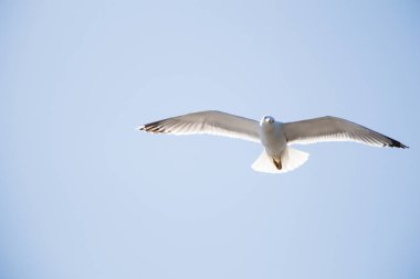 Arka plan olarak gökyüzünde uçan tek bir martı.