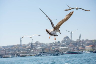 Arka planda cami olan martılar gökyüzünde uçuyor.