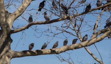 Güvercinler ağaç dalında oturuyorlar.