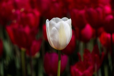 Bahar mevsiminde Tek Lale Çiçeği Açar