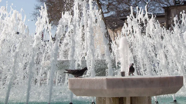 Paloma Ciudad Lado Del Agua Una Fuente — Foto de Stock