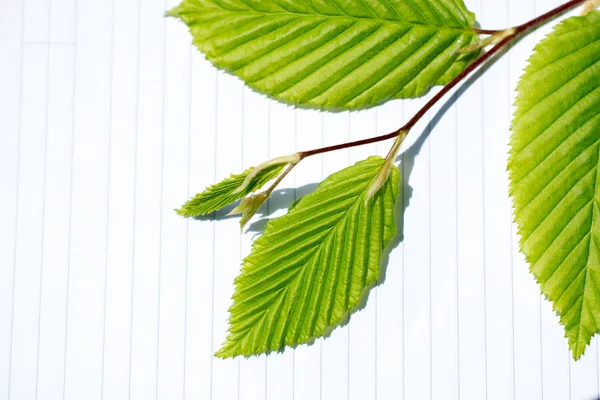 Eline bir defter sayfası bırakır