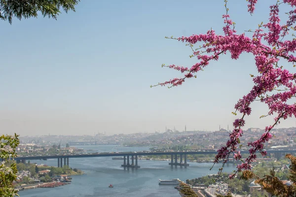 Goldene Hornbrücke Truthahn — Stockfoto