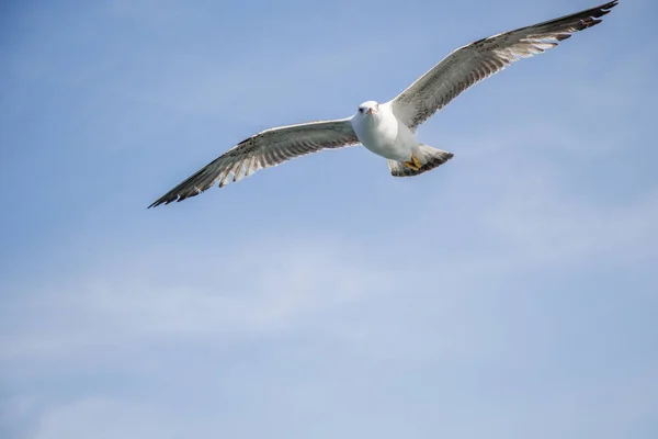 Mouette Unique Volant Dans Ciel Comme Arrière Plan — Photo