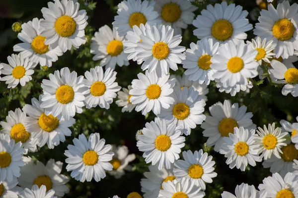 Lindas Flores Margarida Como Pano Fundo — Fotografia de Stock