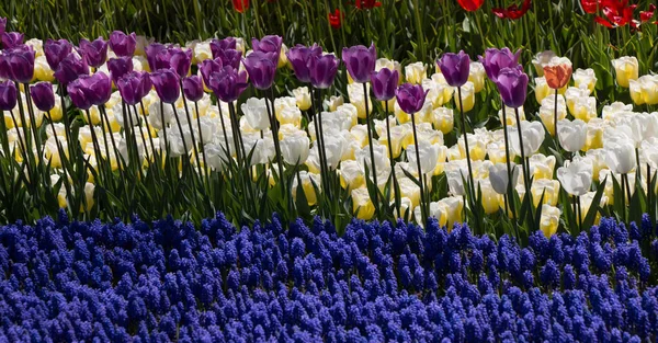 Bahar Mevsiminde Açan Lale Çiçekleri — Stok fotoğraf