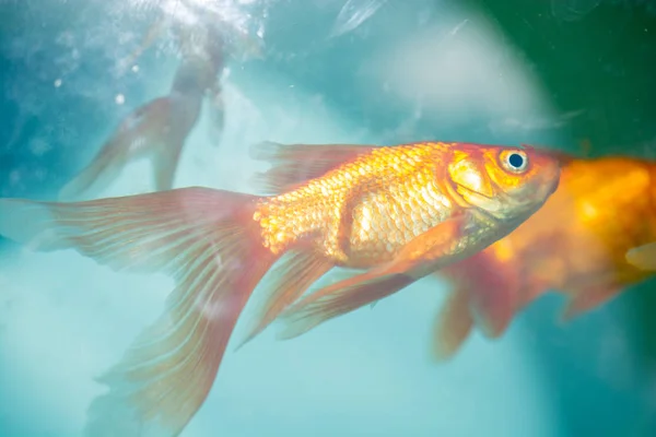 Барвисті риби плавають в акваріумі — стокове фото
