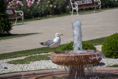 Bir çeşme kenarında tek martı