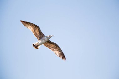 Arka plan olarak gökyüzünde uçan tek bir martı.