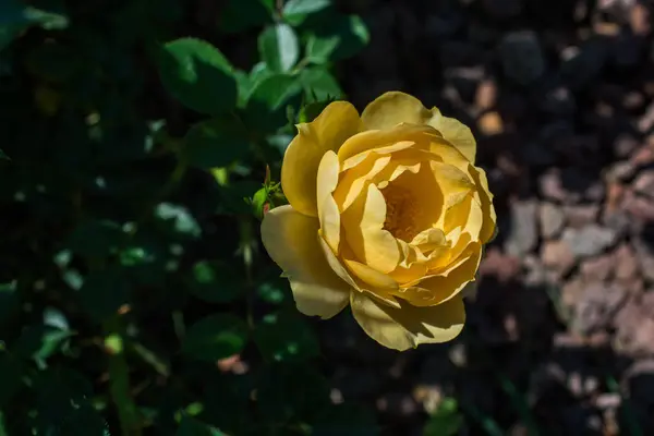 Hermosa flor rosa colorida — Foto de Stock