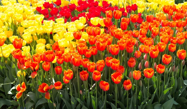 Tulipany kwitnące wiosną — Zdjęcie stockowe