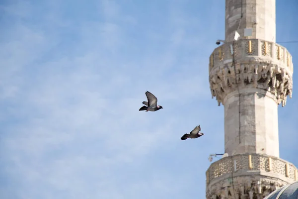 Két galamb repül a levegőben — Stock Fotó