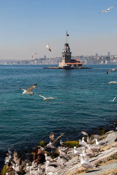 Möwen Und Jungfrauen Turm Istanbul — Stockfoto