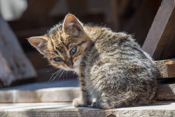 通りの野良猫 — ストック写真