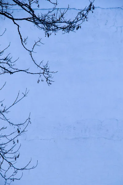 Стіна Частиною Дерева Фон — стокове фото