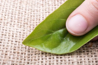 Eline bir defter sayfası bırakır