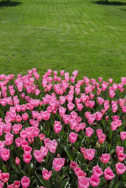 Bahar mevsiminde açan Lale Çiçekleri