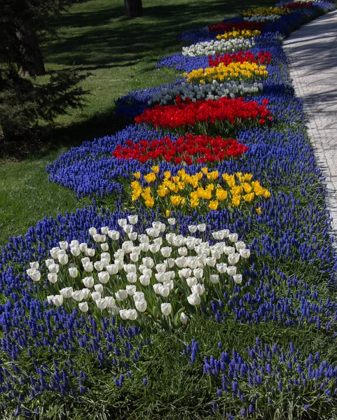 庭には色とりどりのチューリップの花が咲く — ストック写真