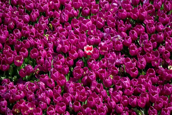 Kolorowe Kwiaty Tulipan Jako Tło — Zdjęcie stockowe