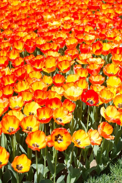 Fleurs Tulipes Colorées Comme Fond — Photo
