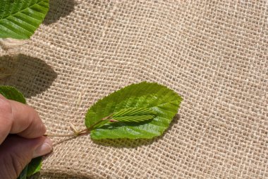 Keten brandaya yerleştirilmiş yeşil yapraklar