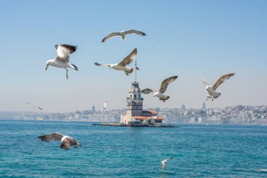 Arkasında Bakire Kulesi olan bir gökyüzünde martı.
