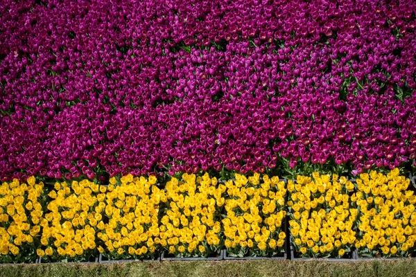 背景としてカラフルなチューリップの花 — ストック写真