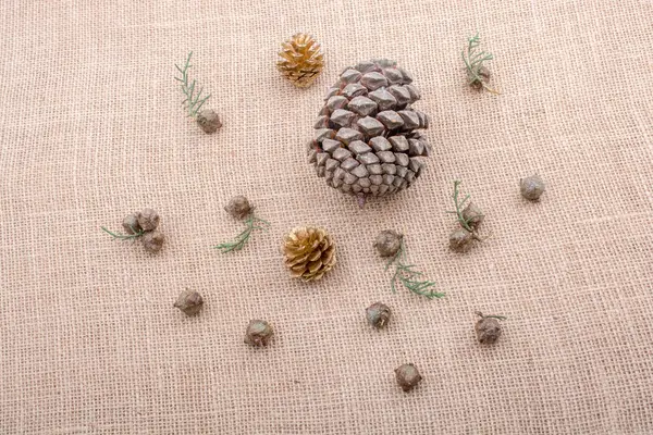 Plant Pods Capsules Pine Cones Canvas Background — Stock Photo, Image