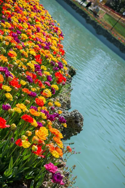 Flores Tulipán Floreciendo Junto Agua Temporada Primavera — Foto de Stock