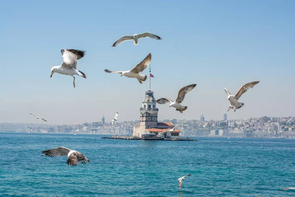 Gaivota Num Céu Com Uma Torre Donzela Parte Trás — Fotografia de Stock