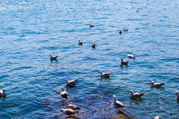 Gabbiano Sono Acqua Del Mare — Foto Stock