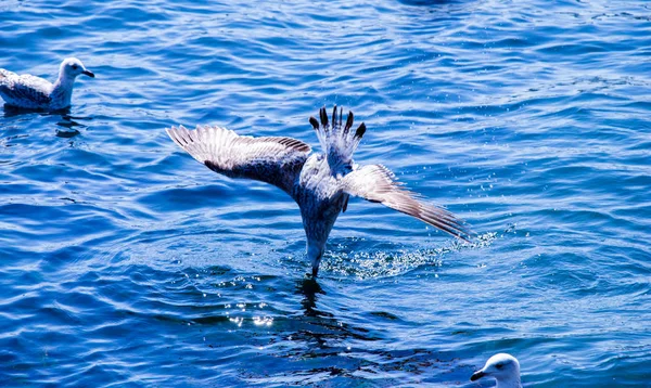 Las Gaviotas Están Agua Del Mar — Foto de Stock