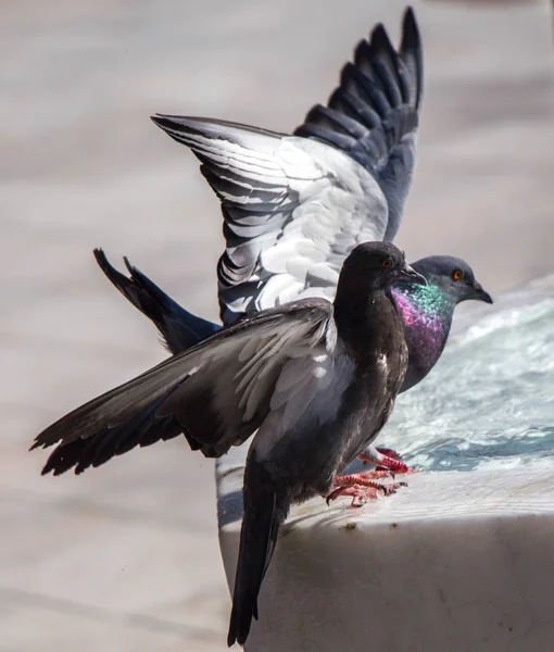 Palomas de la ciudad al lado de la fuente — Foto de Stock