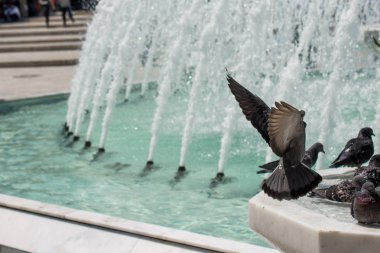 Şehir güvercinleri çeşme kenarında