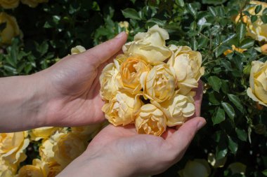 Elindeki güzel taze güller