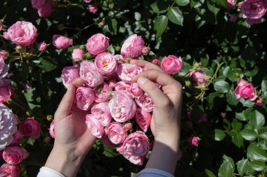 Elindeki güzel taze güller